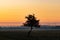 Lonely tree whit Silhouette of crane tower on the construction site with city building background in sunset sky. Phoenix