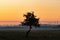 Lonely tree whit Silhouette of crane tower on the construction site with city building background in sunset sky. Phoenix