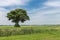 Lonely tree in wide Dutch landscape