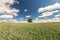 Lonely tree on a wide grain field under dramatic sky in summer