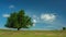 Lonely tree with wild horses and moving clouds on blue sky