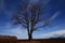 lonely tree in the wind field