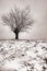 Lonely tree at winter snow