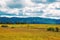 Lonely tree among yellow and green hills and meadows