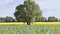 Lonely tree among the yellow rapeseed field