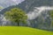 Lonely trees in countryside, Swiss Alps nearby UnterschÃ¤chen