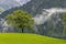 Lonely trees in countryside, Swiss Alps nearby UnterschÃ¤chen