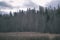 lonely trees with last colored leaves in branches shortly before winter, dull autumn colors and empty park with tree trunks -