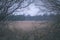 lonely trees with last colored leaves in branches shortly before winter, dull autumn colors and empty park with tree trunks -