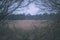 lonely trees with last colored leaves in branches shortly before winter, dull autumn colors and empty park with tree trunks -