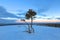 Lonely trees in snow at sunrise sunset winter background