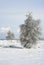 Lonely trees on a snowy meadow