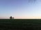 Lonely trees standing in the center of the farm