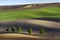 Lonely trees on wavy spring fields, South Moravia