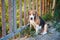 A lonely tri-color beagle dog sitting aside the fence door
