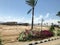 Lonely tropical palm trees in the desert under the open sky on vacation, tropical, southern, warm resort under the sun in Egypt ag