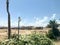 Lonely tropical palm trees in the desert under the open sky on vacation, tropical, southern, warm resort under the sun in Egypt ag