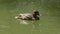 Lonely tufted duck