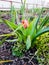 Lonely tulip blooms in the garden photo side