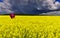 Lonely umbrella among field with blossoming rapeseed