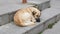 Lonely unhappy stray dog lies on the steps of streets stairs. Close-up