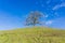 A lonely valley oak tree on top of a hill, Coyote Lake - Harvey Bear Park, Morgan Hill, California