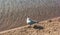 Lonely view Seagulls stand on the sand by the sea.