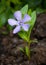 Lonely violet flower with five petals on the background of green grass and fresh-turned soil