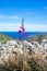 Lonely violet mountain flower against the sea and blue sky