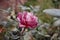 Lonely violet rose flower wilting in autumn garden.