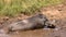 Lonely warthog having a mud-bath
