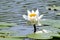 Lonely waterlily in a pond
