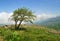 Lonely weathered tree on a hill in the mountains of Crete