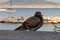 Lonely wet gray grey pigeon on sea coast against Vesuvius volcano. Black dove sitting against sea and boats.