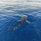 Lonely Whale Shark