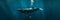 A lonely whale surfs the waves of the ocean, a whale swims underwater in the ocean, banner