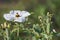 Lonely white argemone flower with a lot of thorny  buds