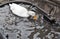 Lonely White Duck Swimming