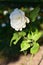 Lonely white rose closeup with stem and leaves. Stolen rosebush. White and orange flowers background, green leaves, sun light.