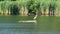 A lonely white shadoff stands on an islet in some river with reeds