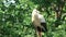 Lonely white stork chattering clattering on nest