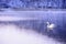 Lonely white swan in the lake in morning in winter