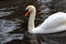 Lonely white swan swimming in pond. Love and purity concept.