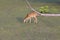 Lonely white tail deer fawn eating grass