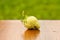 Lonely white unripe strawberry lying on the table in the sun