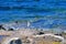 Lonely wild gull on the seashore in Aegina island, Greece