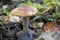 Lonely wild mushroom in a forest