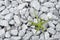 Lonely wild plant on crushed stone