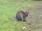 Lonely wildlife kangaroo