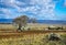 Lonely wind swept tree in a Rocky desolate Australian landscape